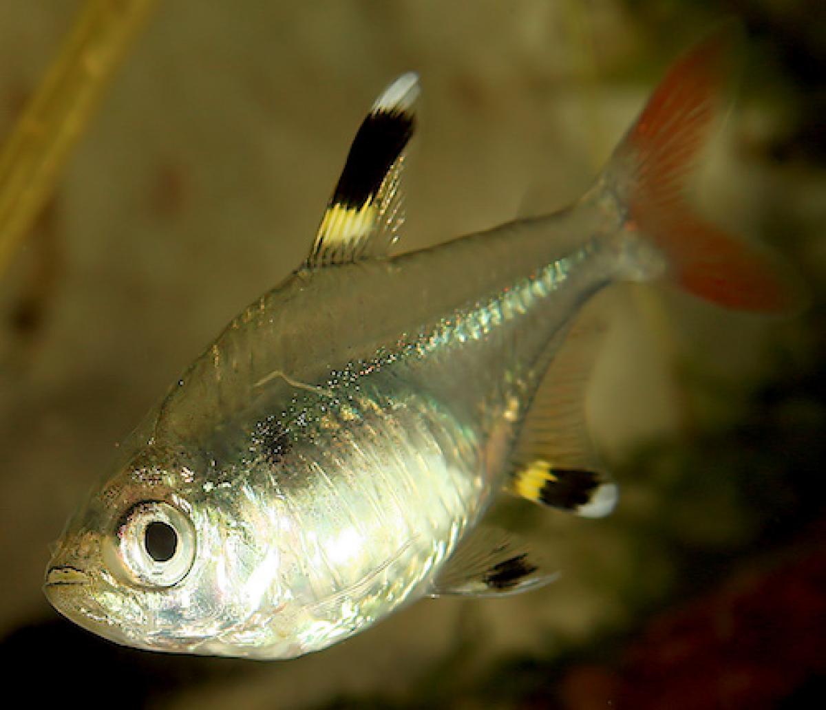 X-ray tetra, Pristella maxillaris