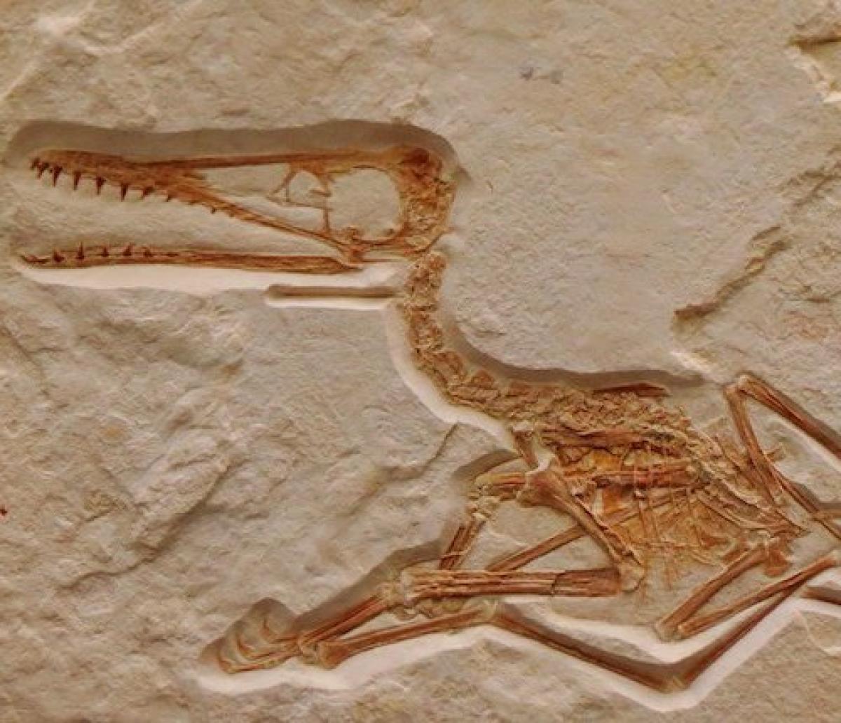 Pterosaur fossils