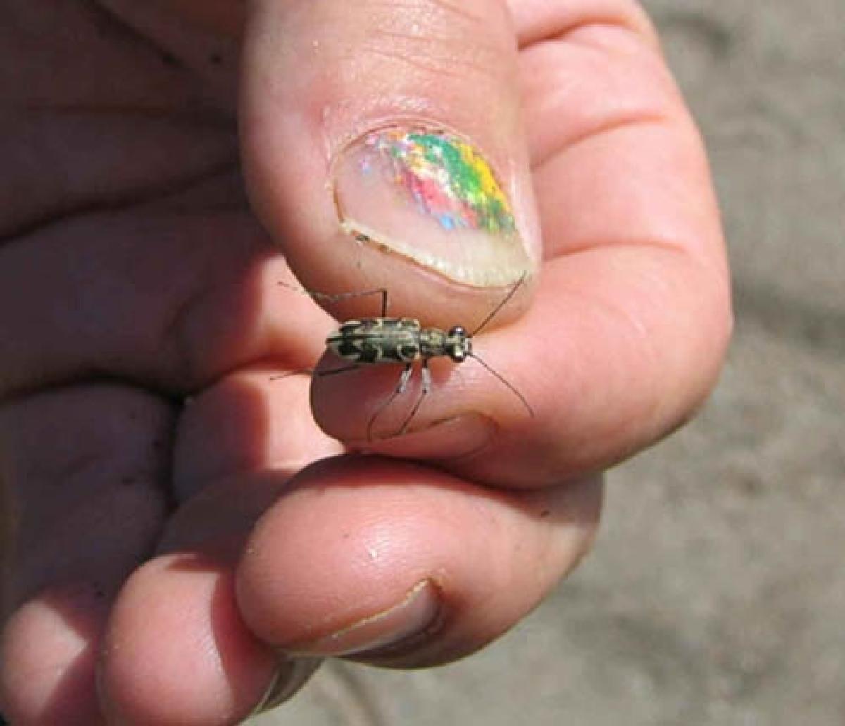 someone's hand holding a puritan tiger beetle