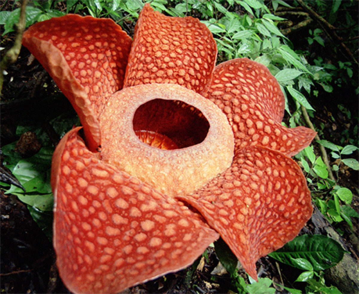 Rafflesia