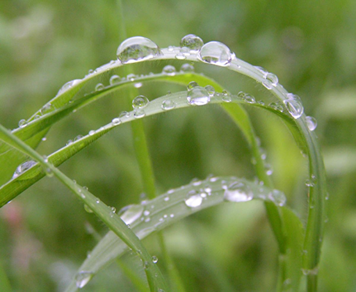 De todos los biomas, la selva tropical reciba la mayor cantidad de agua y de luz solar –dos ingredientes importantes para la vida. 