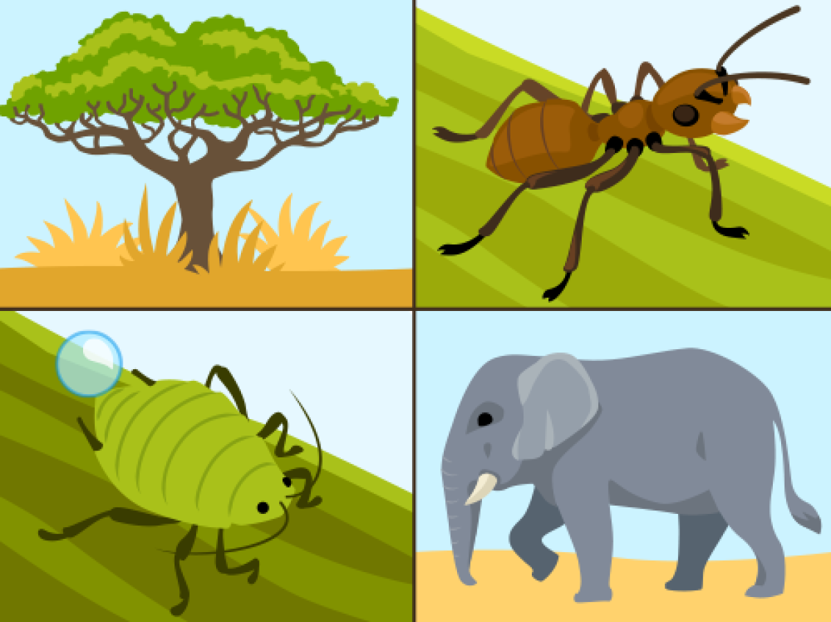 Savanna Animals