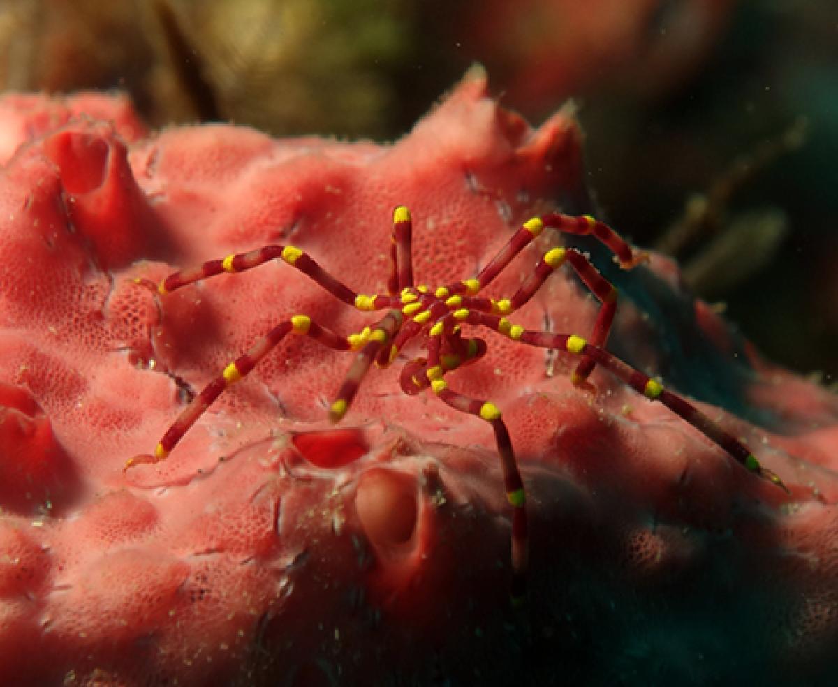 Red sea spider with yellow coloration around joints