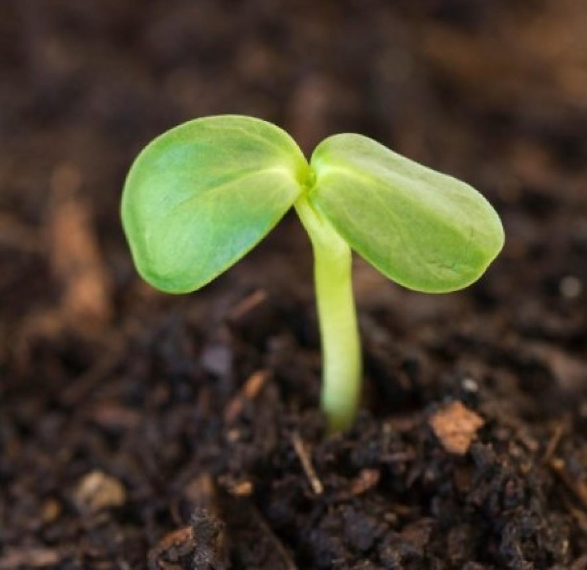 Seedling pushing out of the soil