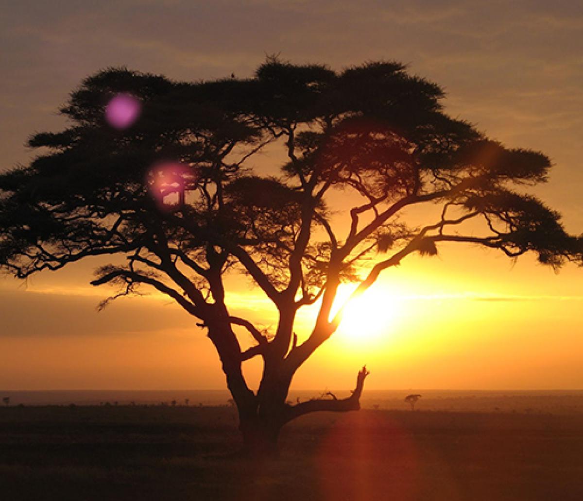 El Serengeti de África es una de las sabanas más conocidas del mundo.