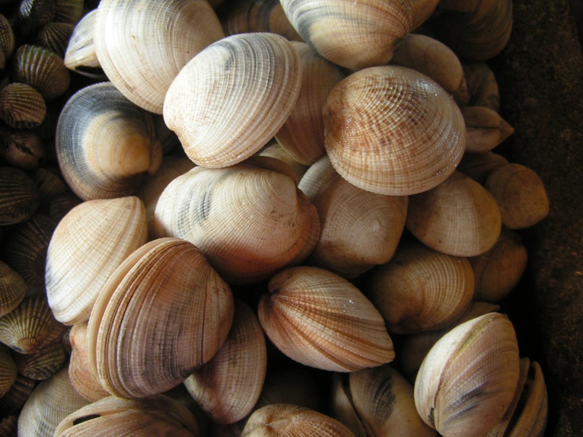 shellfish