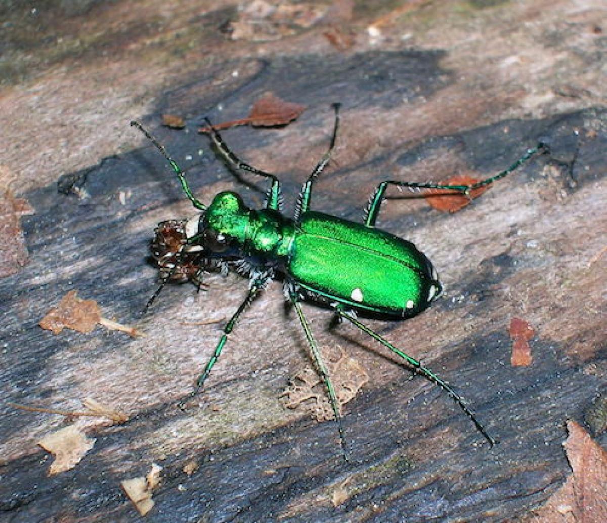 Six-spotted tiger beetle