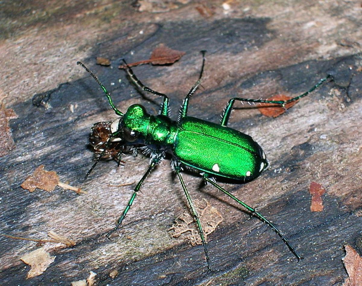 six-spotted-tiger-beetle