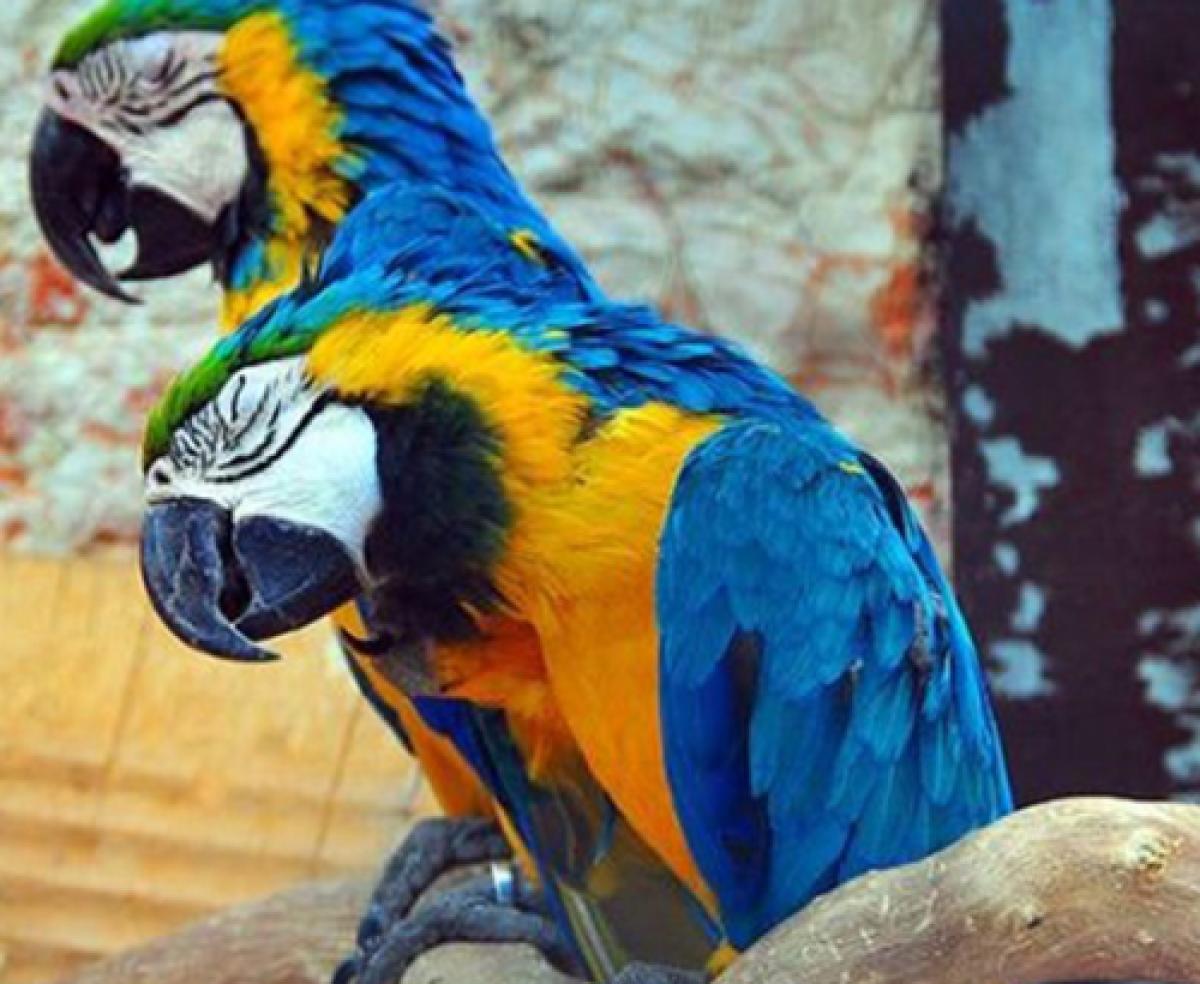 Two sleeping macaws