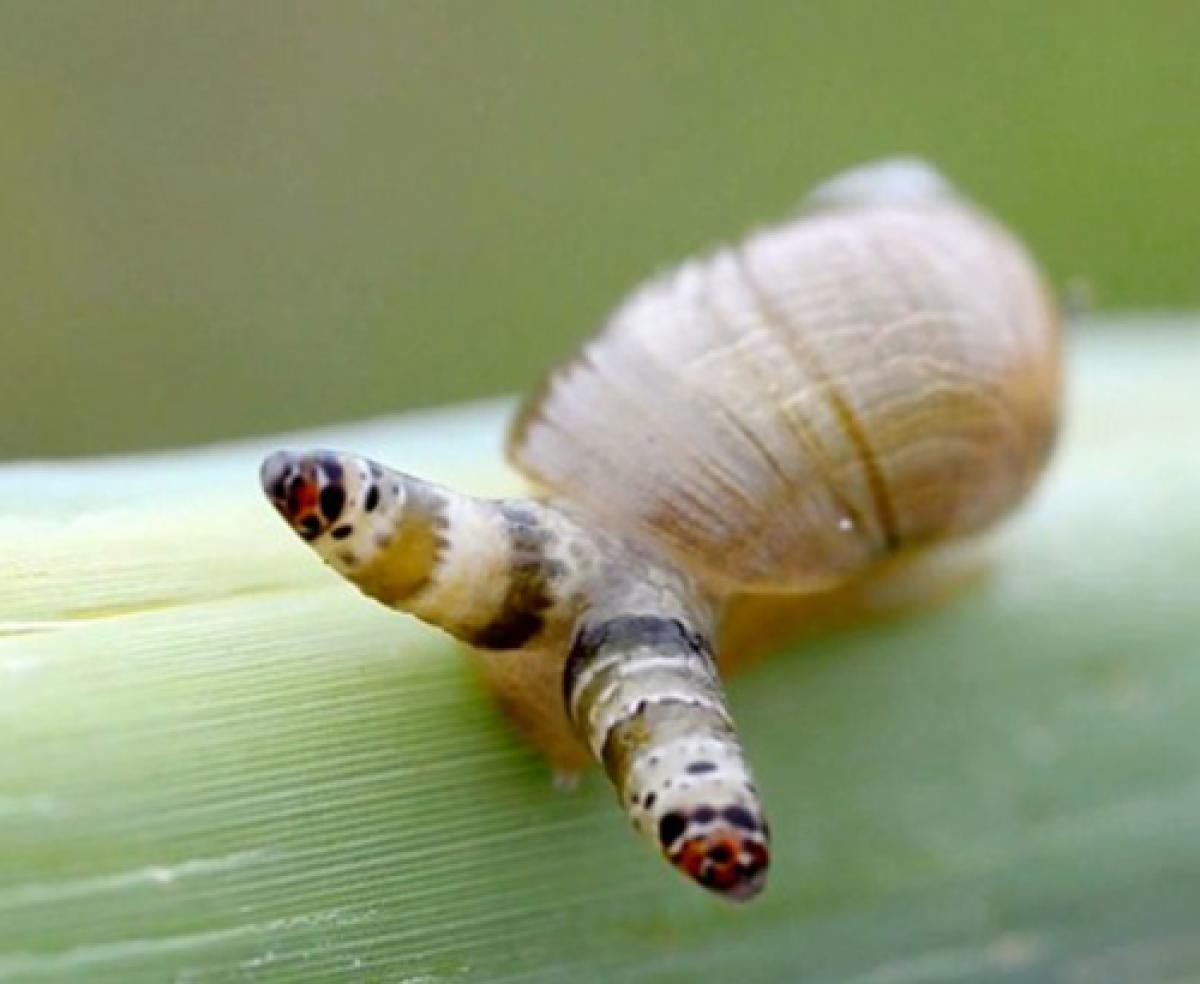 A snail that has been parasitized by a fungus