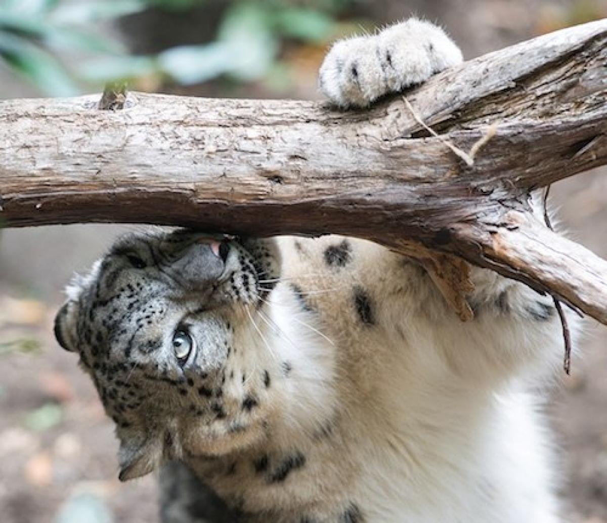 Snow leopard smelling branch 