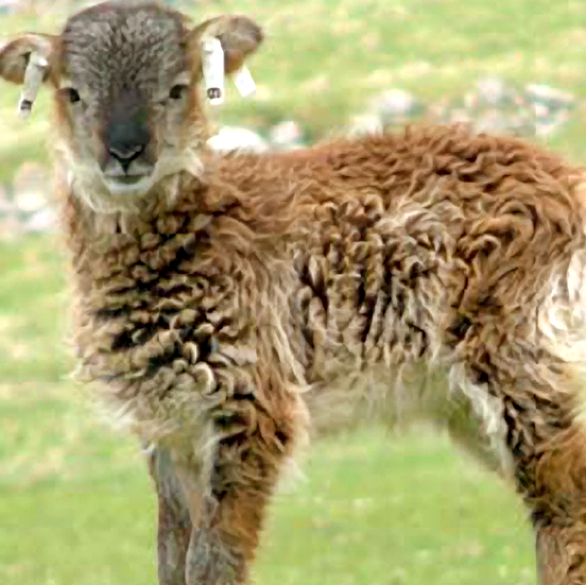 Soay Sheep Lamb