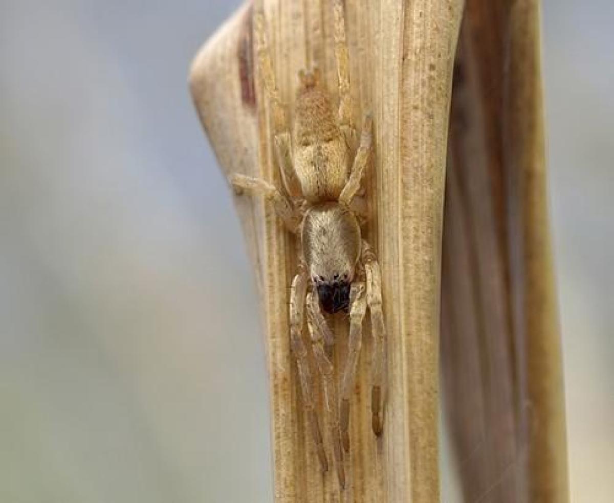 Hellbraun getarnte Spinne