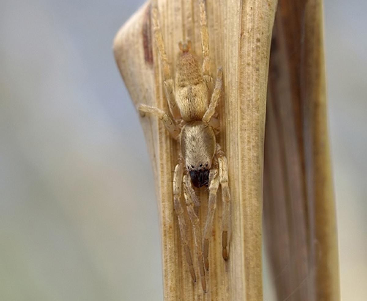 Tan camouflaged spider