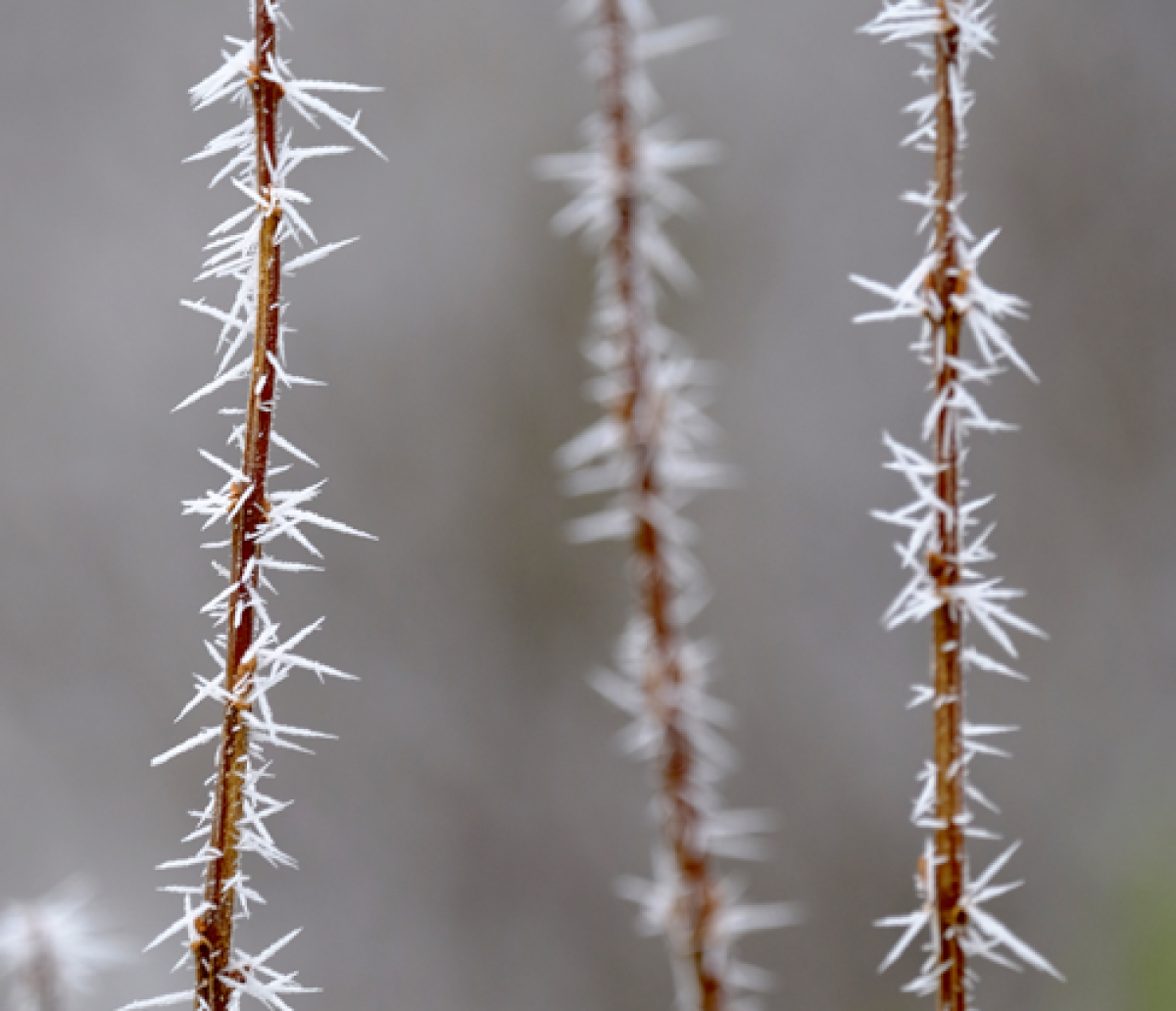 sharp frost on plant stem