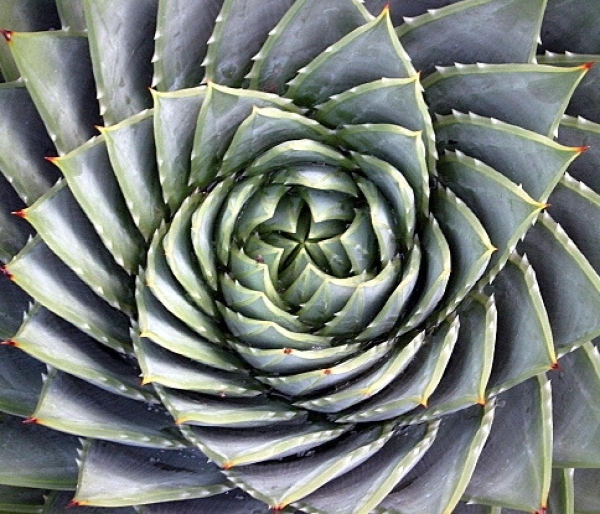 spiral aloe