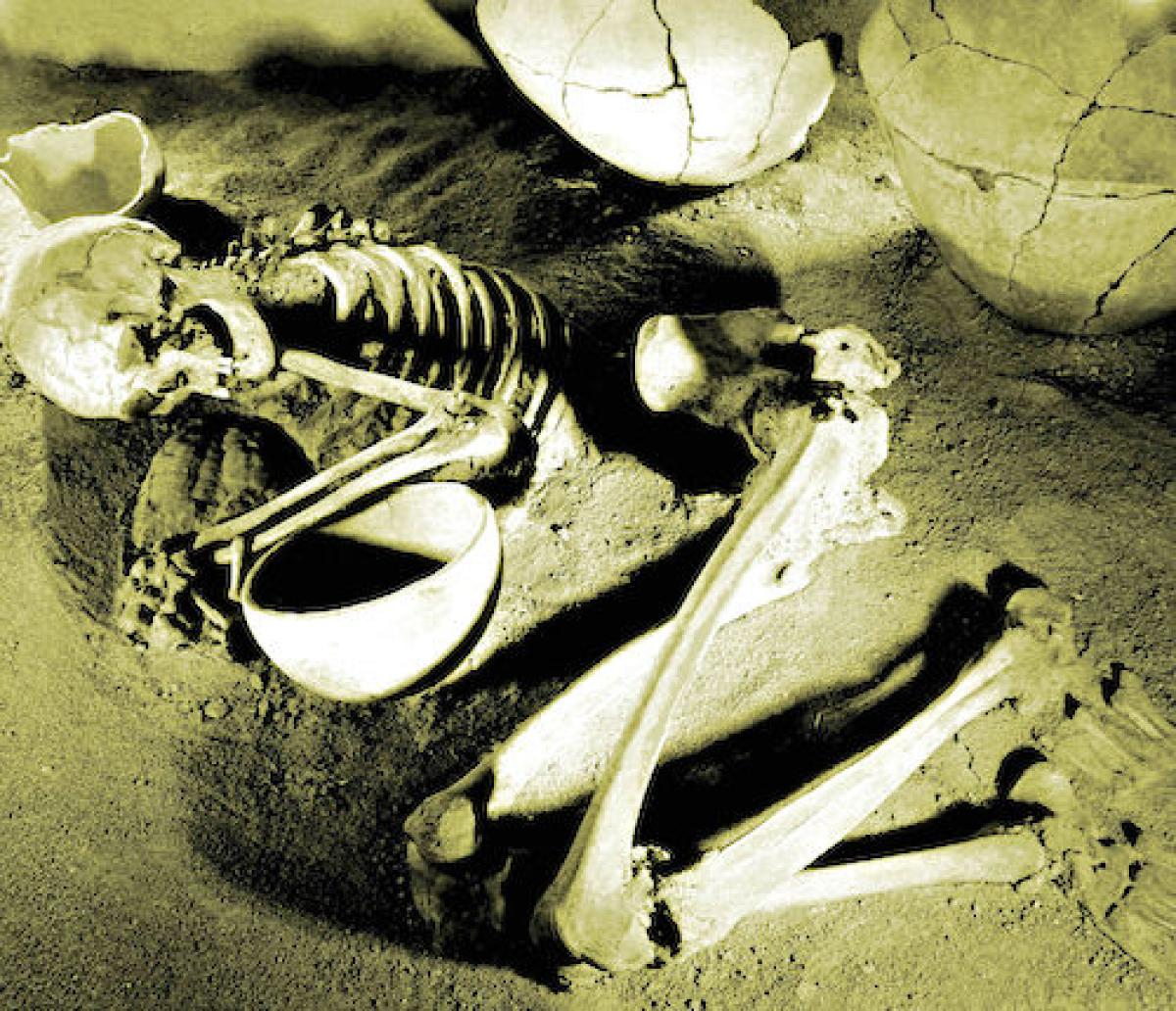 excavated skeleton