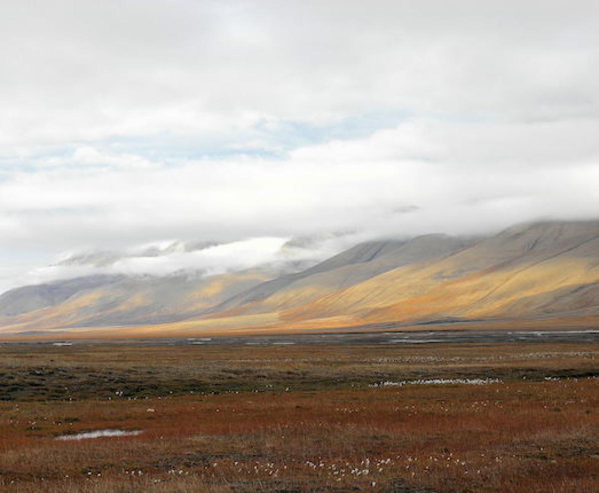 Svalbard tundra