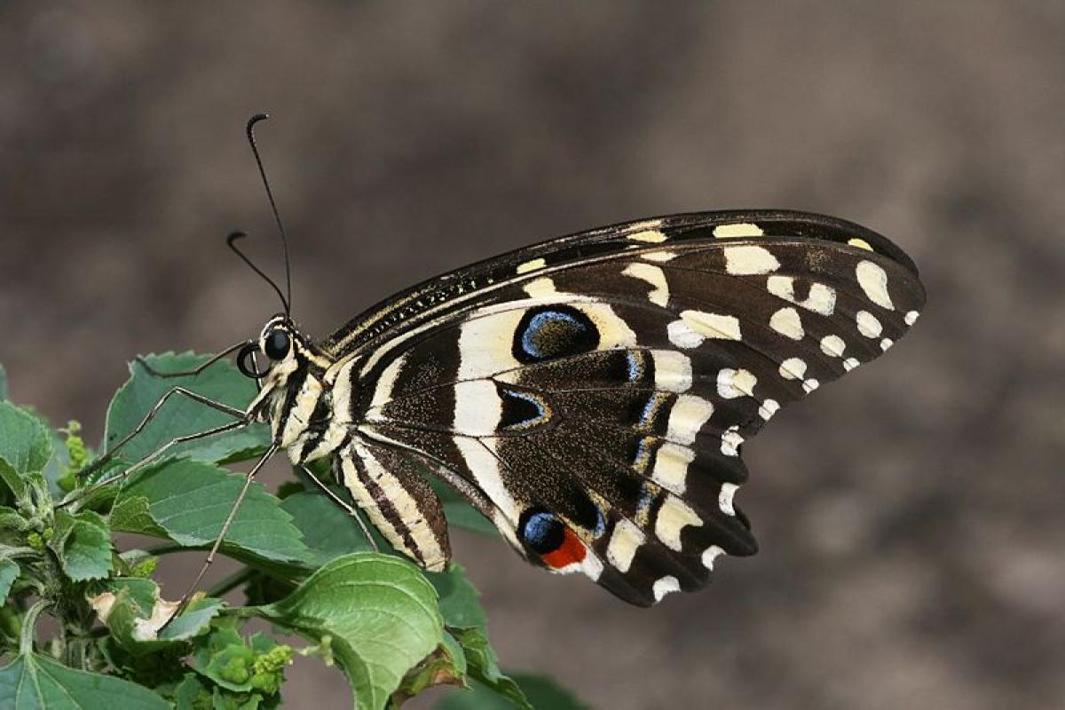 Swallowtail butterfly