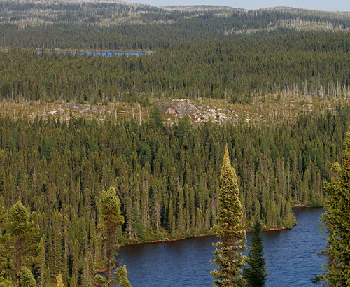 Taiga forest