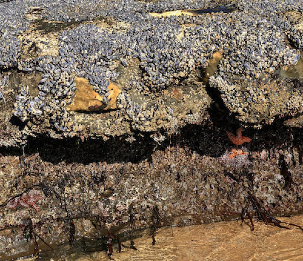 Tide pools at Santa Cruz