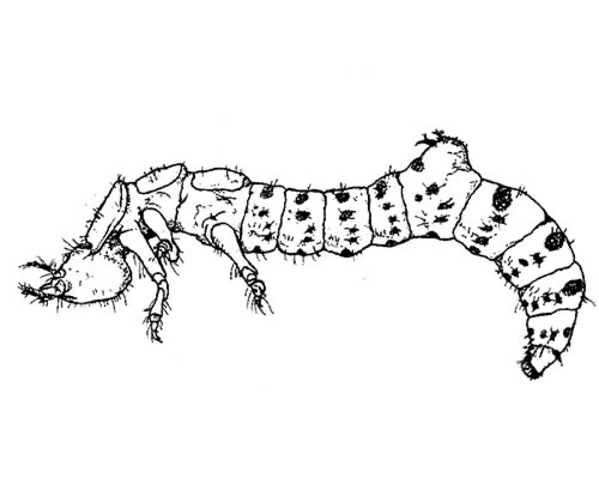 a drawing of a tiger beetle larva