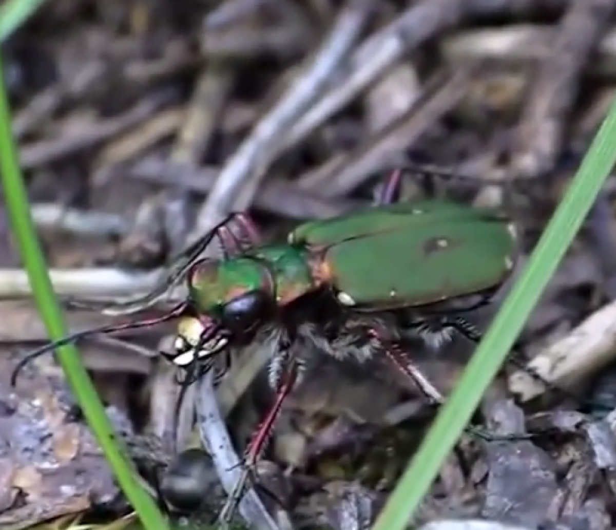 Tiger beetle hunting