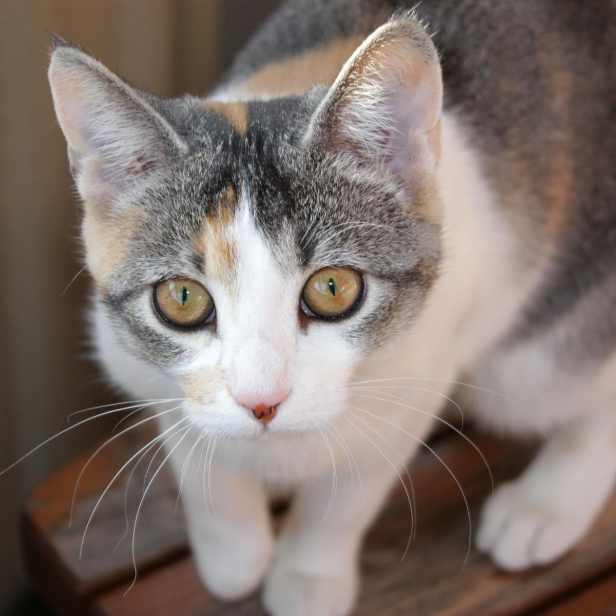 Tortoise-shell colored cat links to Top Question page