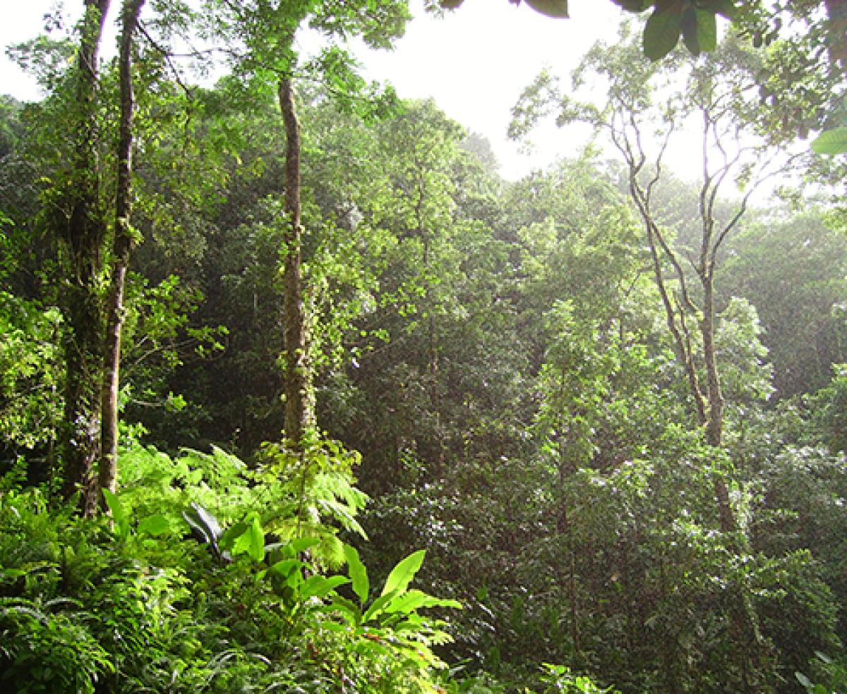 a tropical forest