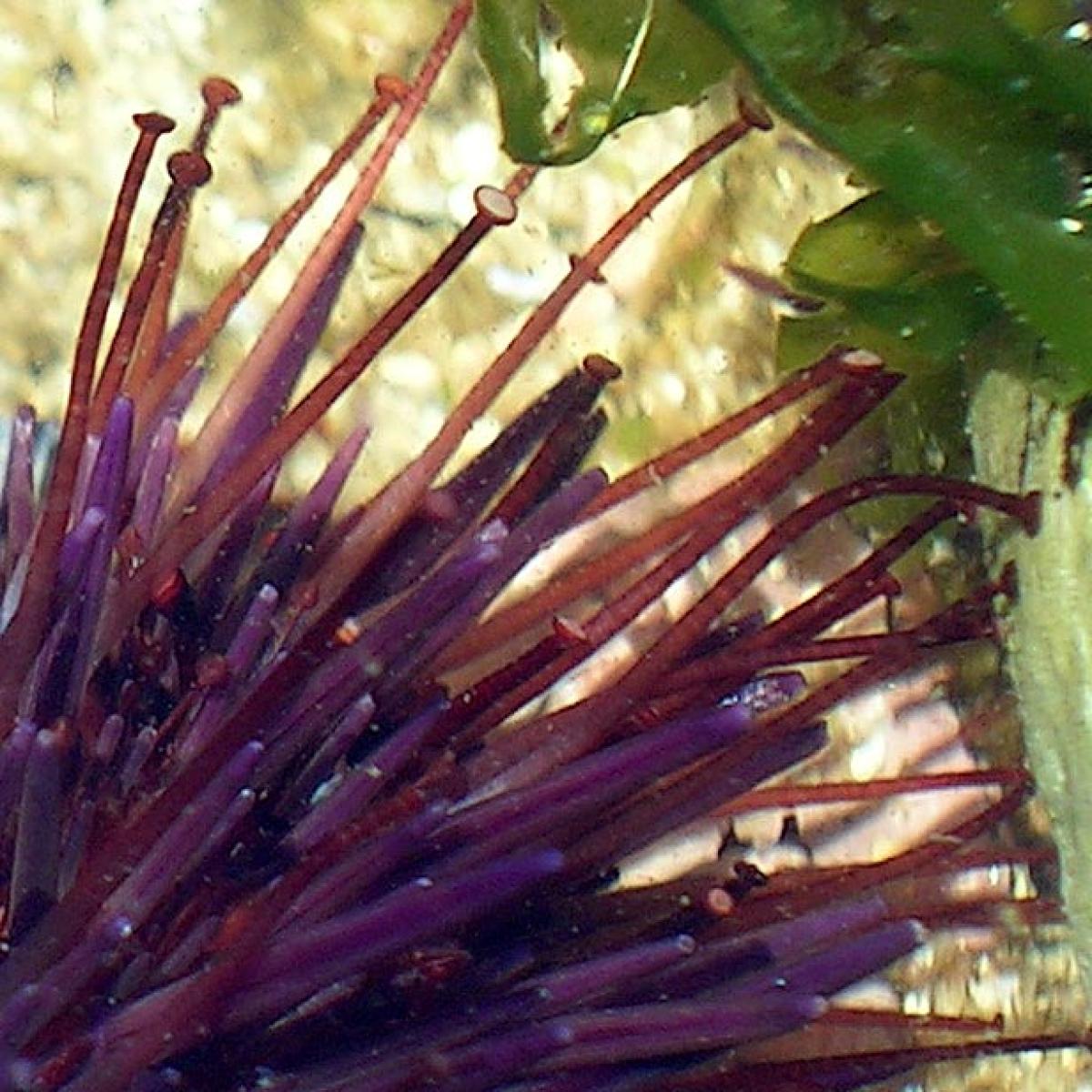 The tube feet of a sea urchin stretching out