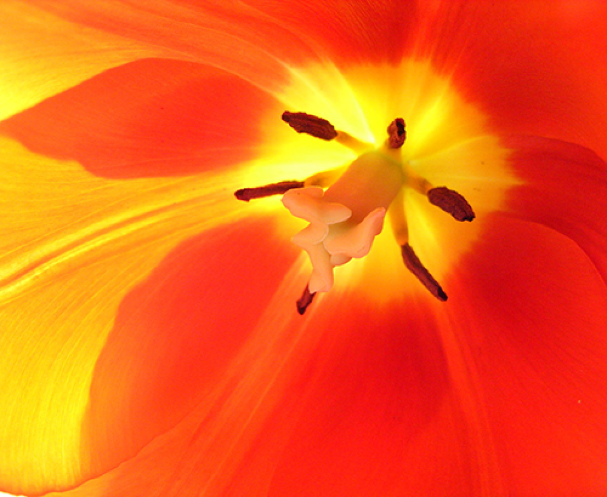 una tulip naranja