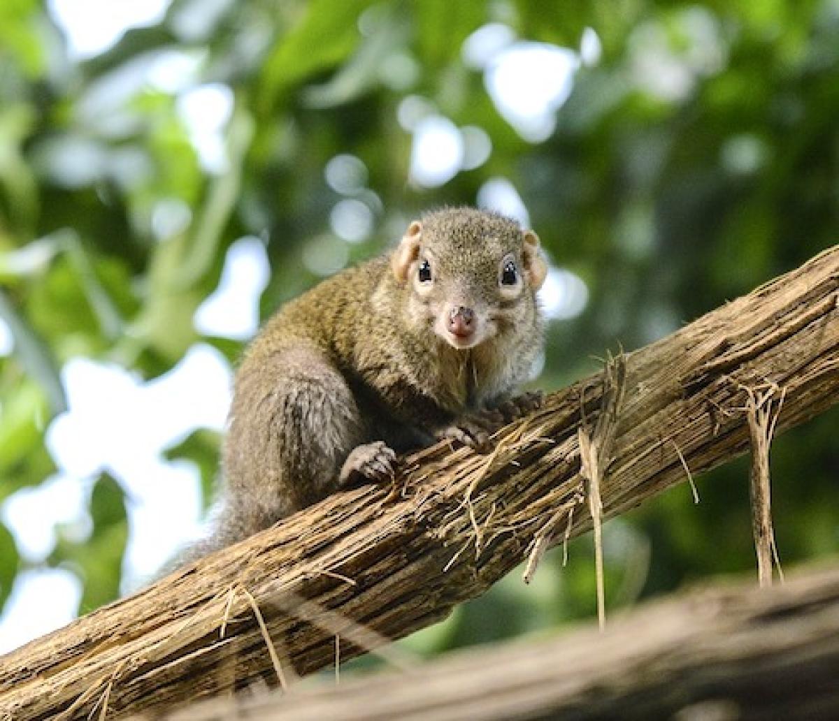 Tree-shrew