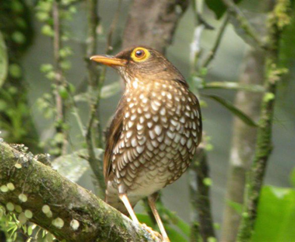 Forest thrush