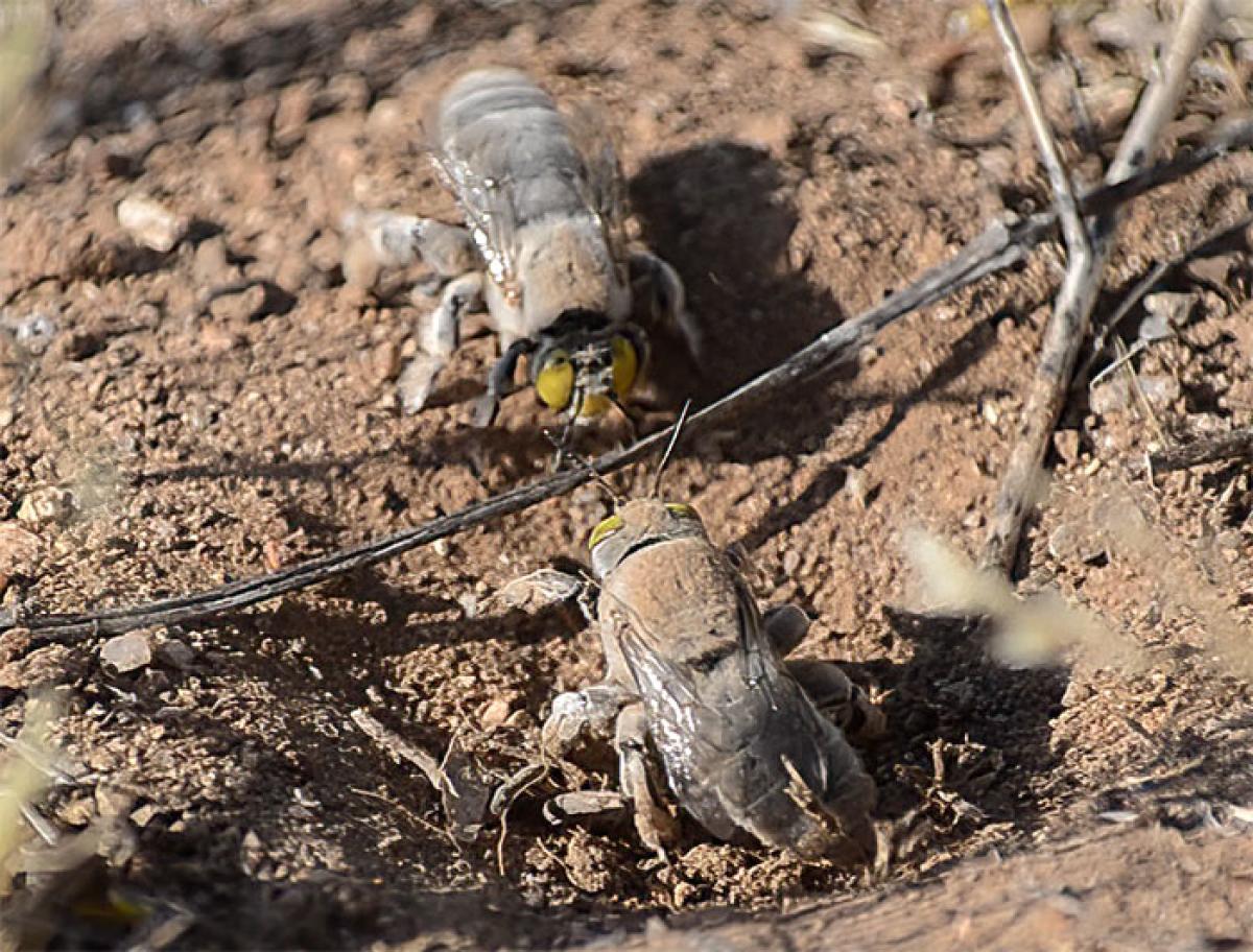 Two male digger bees battle over an emerging female digger bee.