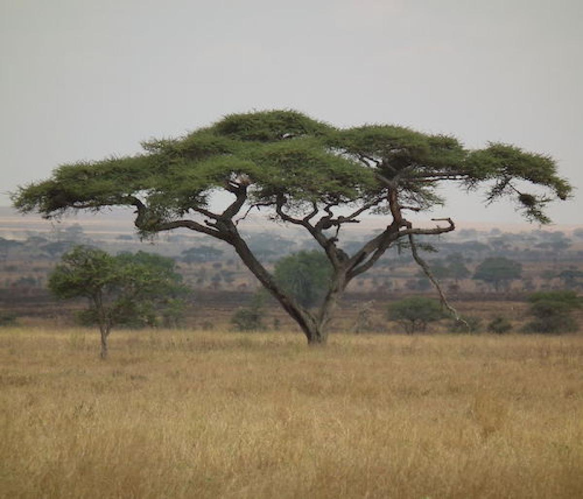 Umbrella thorn acacia in Tanzania