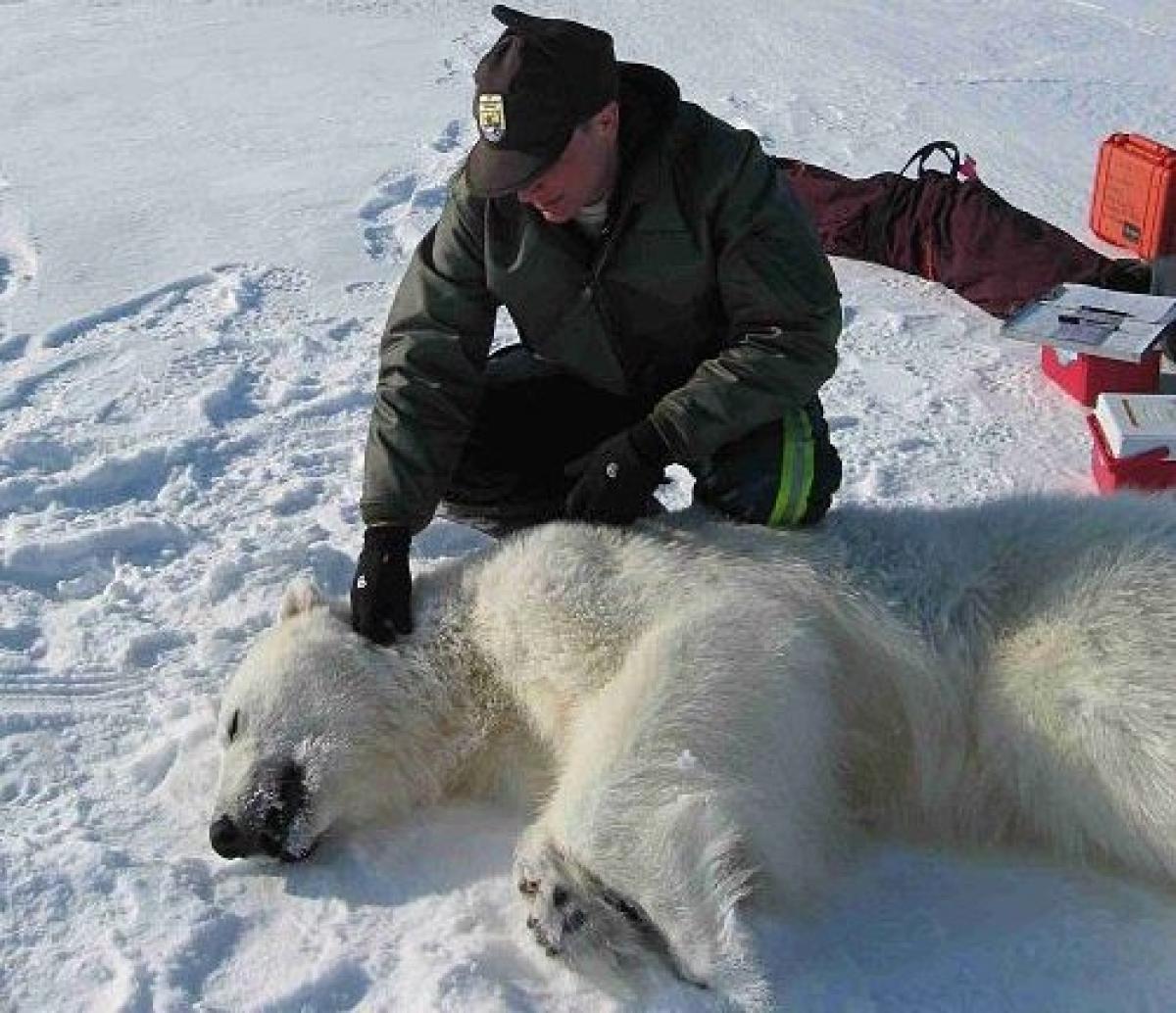 Kutup ayısı ile USFWS biyoloğu