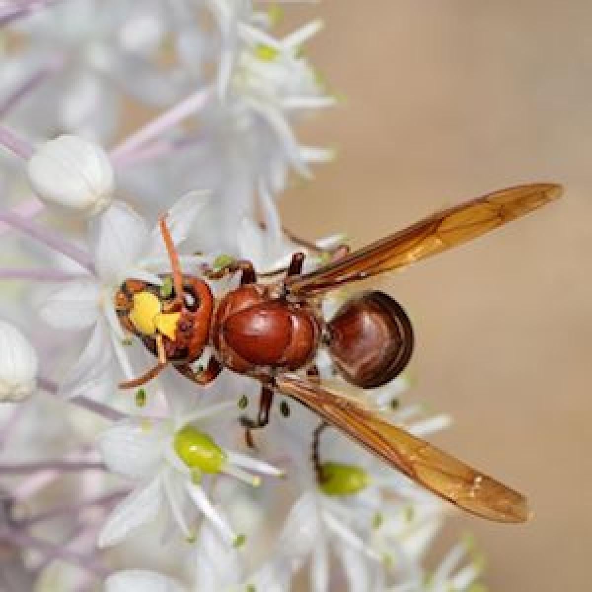 Vespa hornets