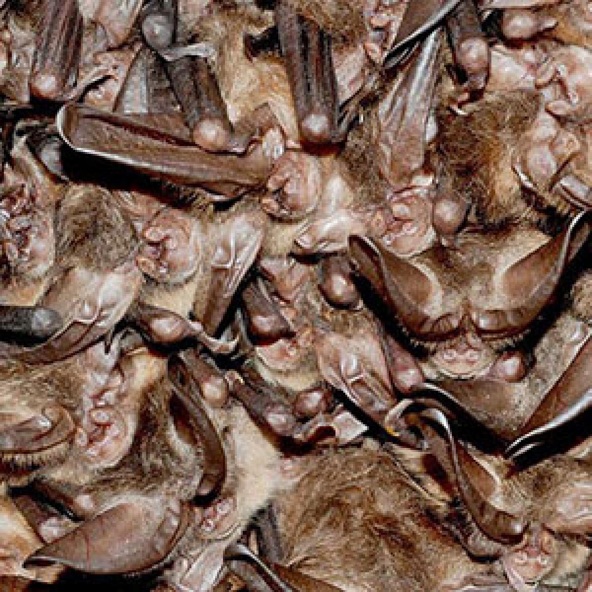 A huddled group of hibernating bats