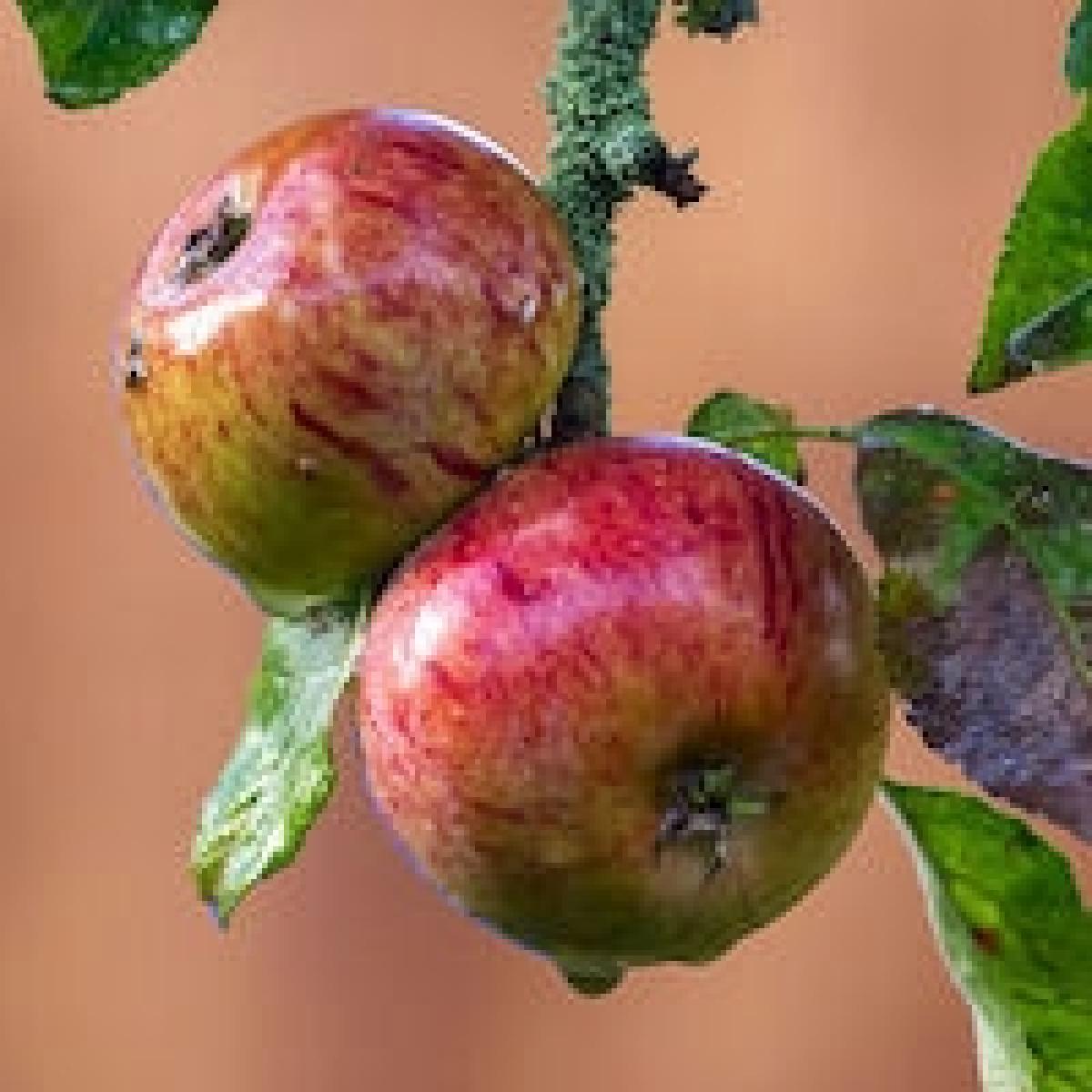 wet apples on tree