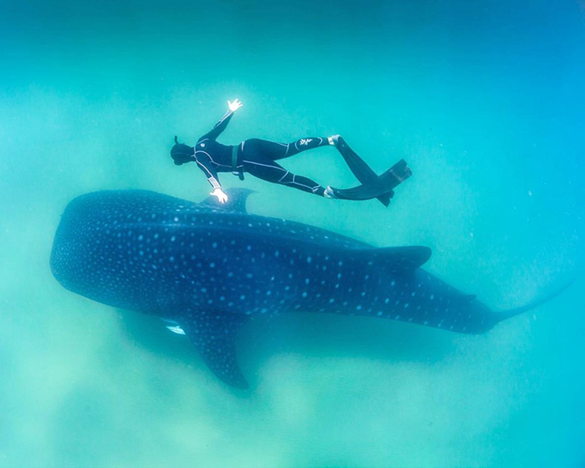 A person swimming alongside a whale shark. Image by Feefiona123 via Wikipedia Commons.