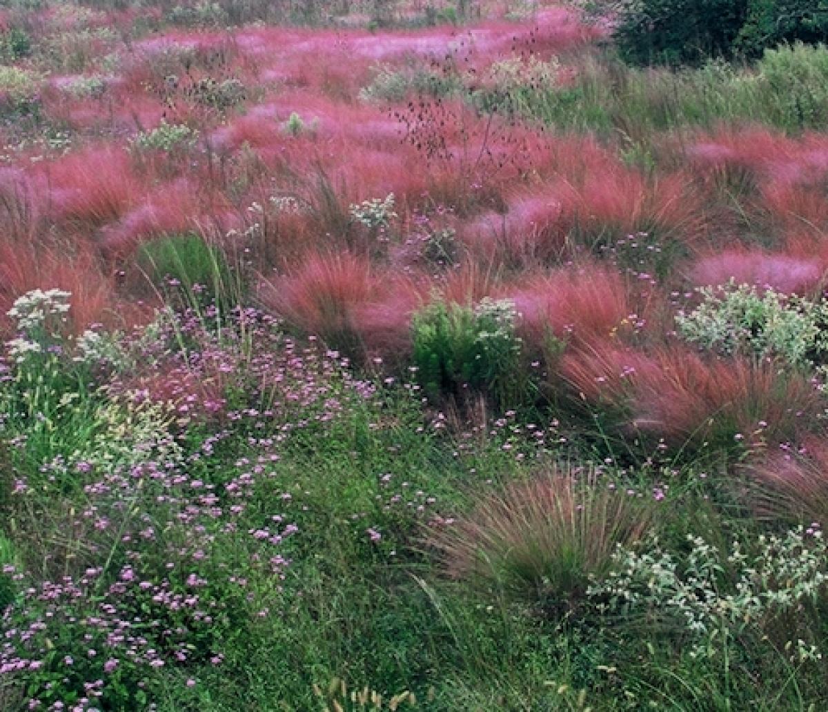 subtropical grassland