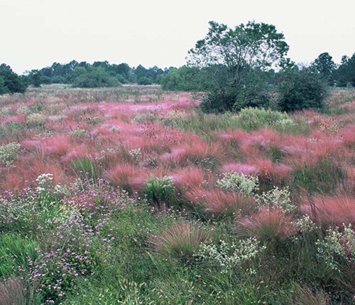 Este colorido pastizal subtropical al sudeste de Texas muestra la amplia variedad de plantas que pueden vivir en un pastizal.