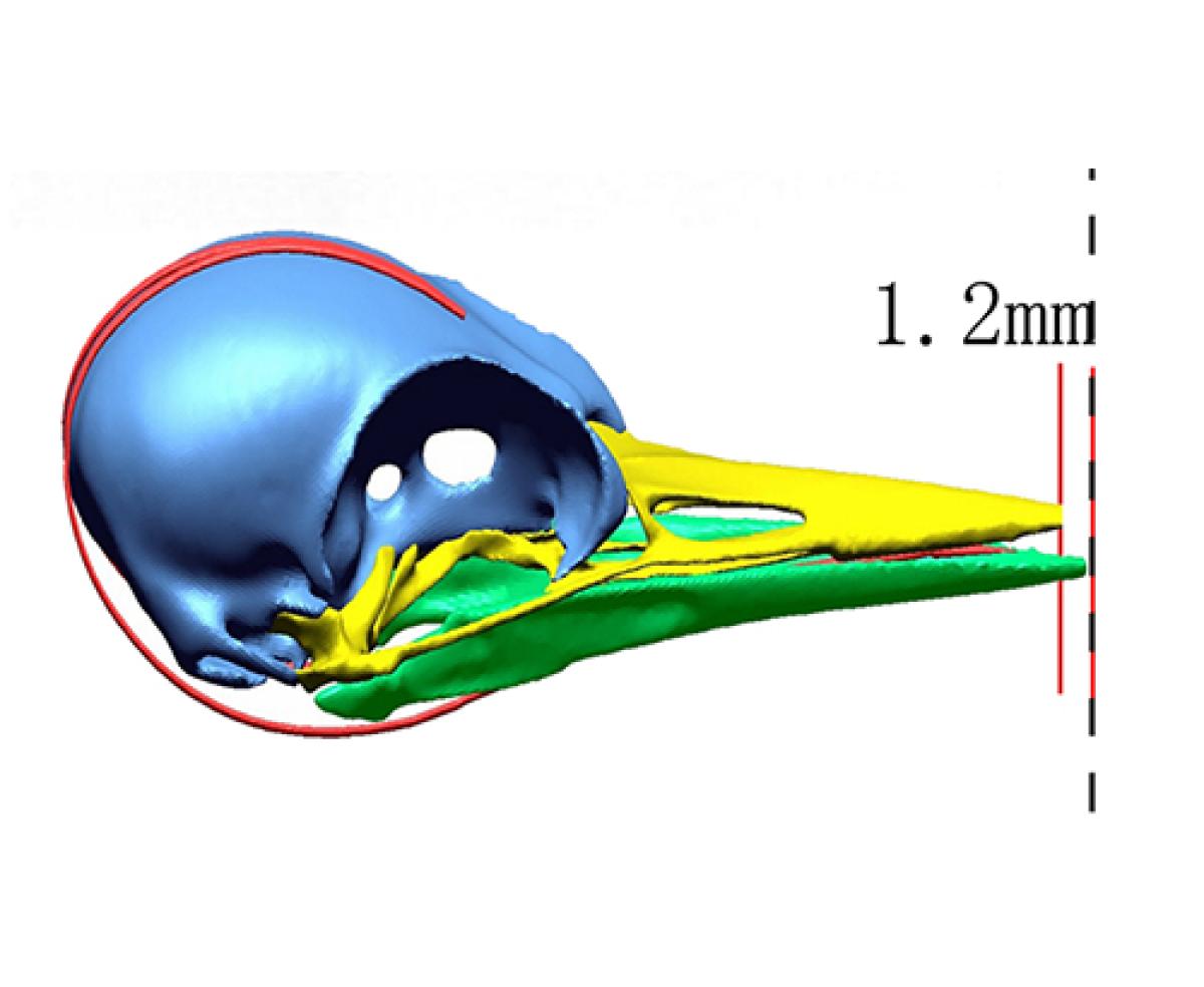 Model illustration of a woodpecker skull