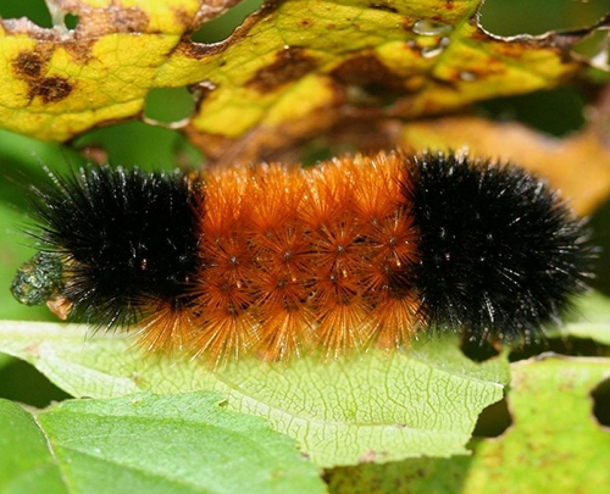 woolly bear caterpillar