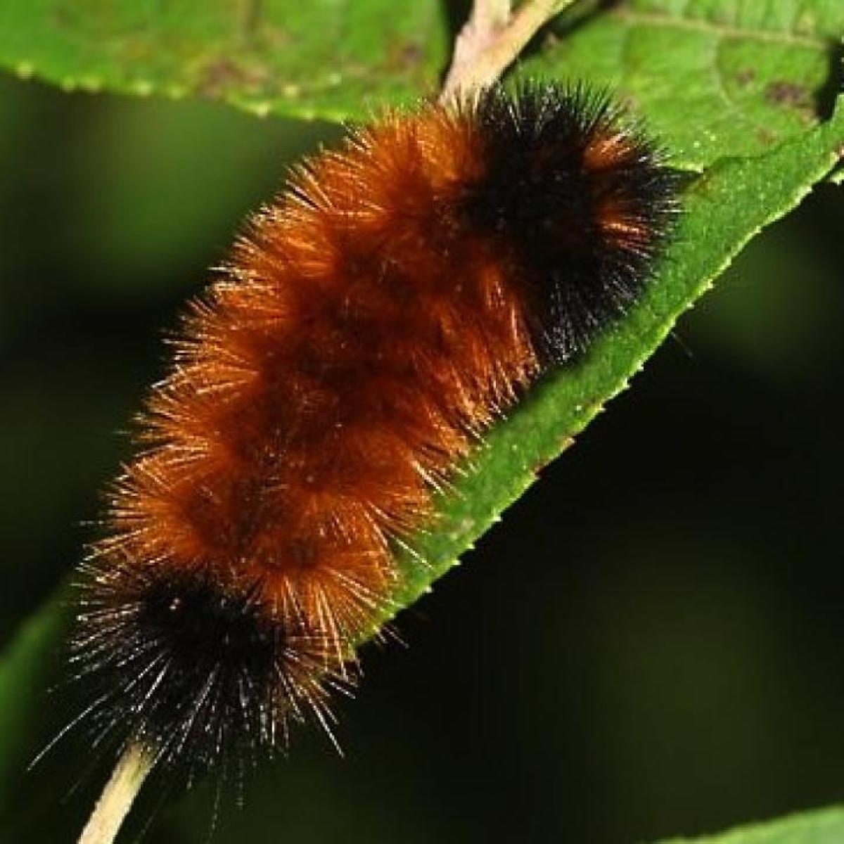 Wooly bear caterpillar