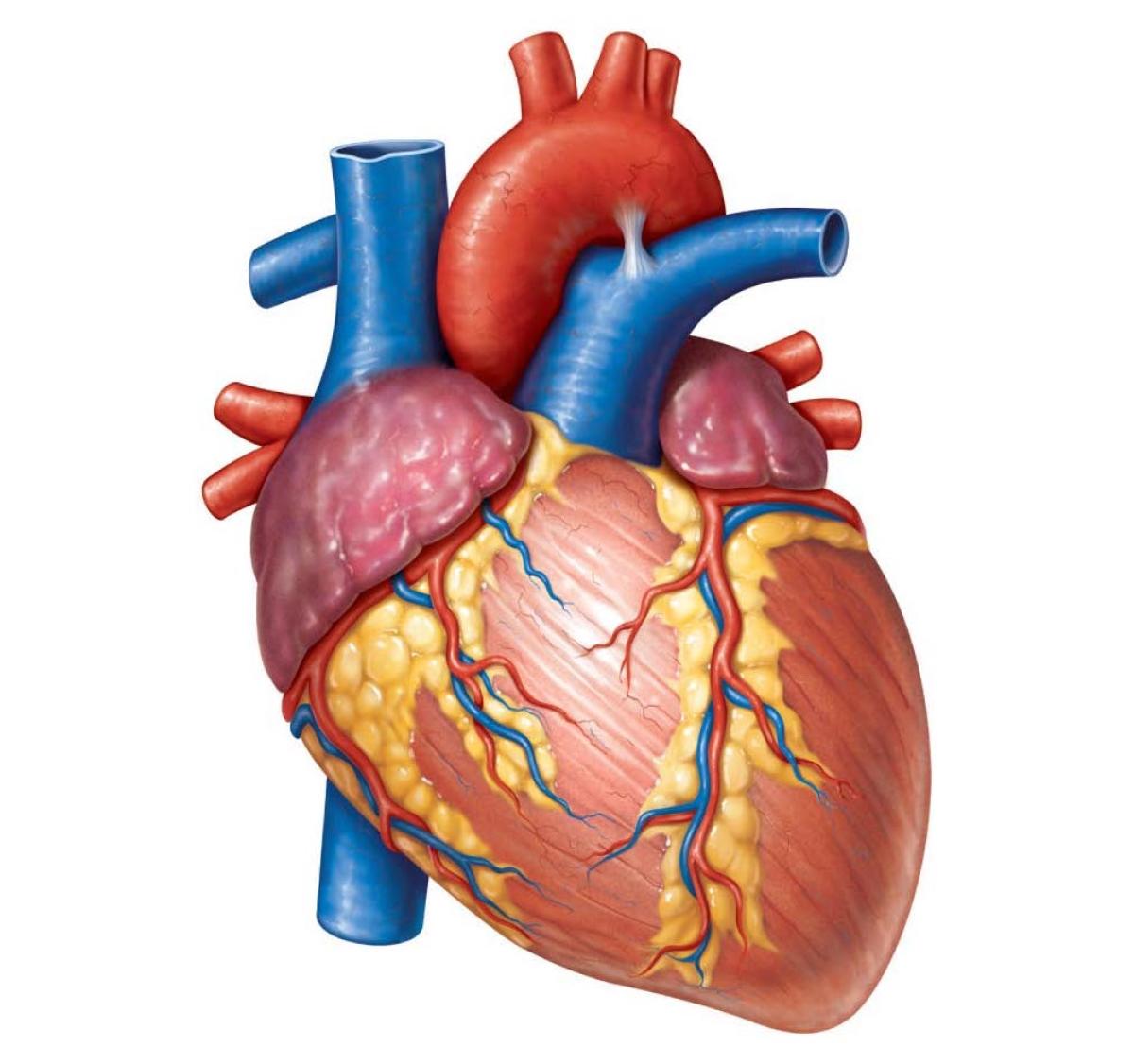 An illustration of a human heart