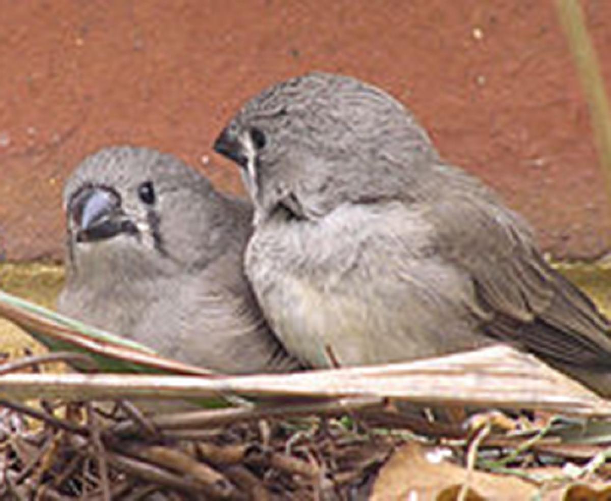 Two zebra finch chicks