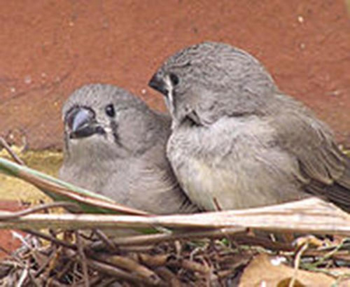 zebrafinch chicks