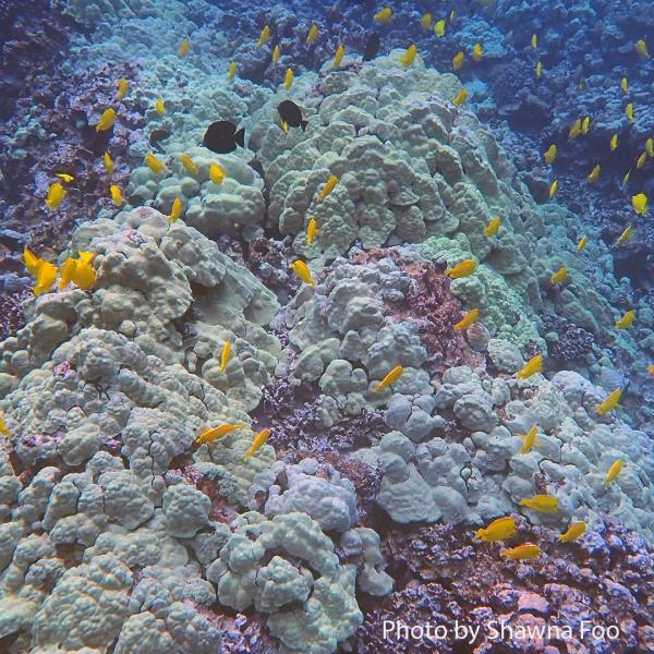 Yellow tang fish help prevent algae from overgrowing coral on reefs.