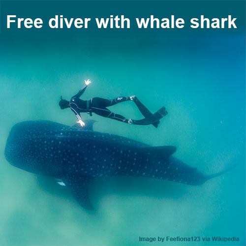 Free diver swimming next to whale shark that is five time or more longer than the diver.